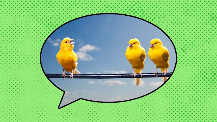 Don't call her a singer—call her a canary.
