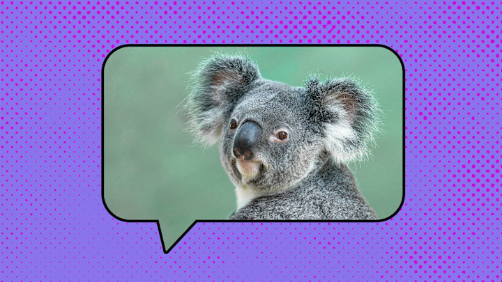 Koalas might be cute, but they're definitely not bears.