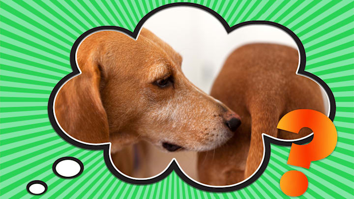 There's a good reason dogs sniff each other's butts.