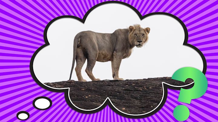 Some male lions simply don’t have manes. What’s up with that?