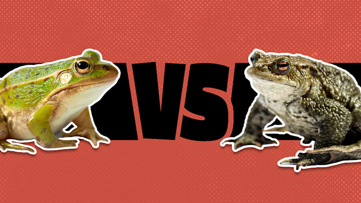 There’s more to frogs versus toads than meets the eye.