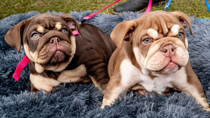 Dogfest 2024