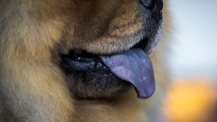 Annual Westminster Dog Show Takes Place In New York City