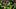 Oregon Ducks Portland State Vikings College Football USC Trojans Dante Moore quarterback Dan Lanning Lincoln Riley coaches Oregon Ducks Portland State Vikings College Football USC Trojans Dante Moore quarterback Dan Lanning Lincoln Riley coaches