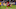 Alphonso Davies