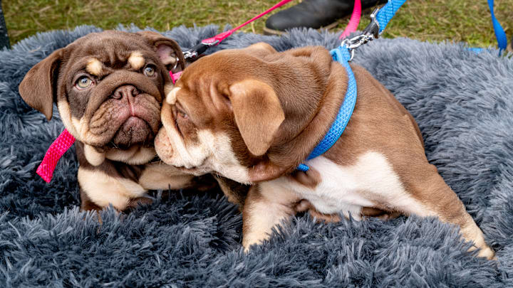 Dogfest 2024