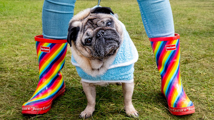 Dogfest 2024