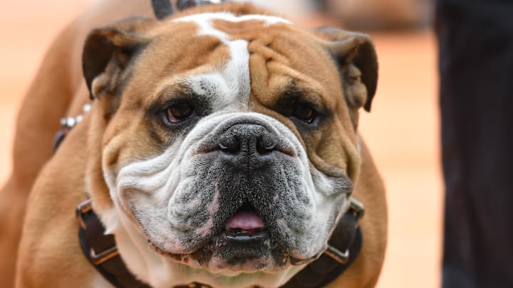 Mississippi State Bulldogs mascot Bully the Bulldog will get to meet up with his Georgia counterpart this Saturday in Athens, Georgia. Mississippi State Bulldogs mascot Bully the Bulldog will get to meet up with his Georgia counterpart this Saturday in Athens, Georgia.