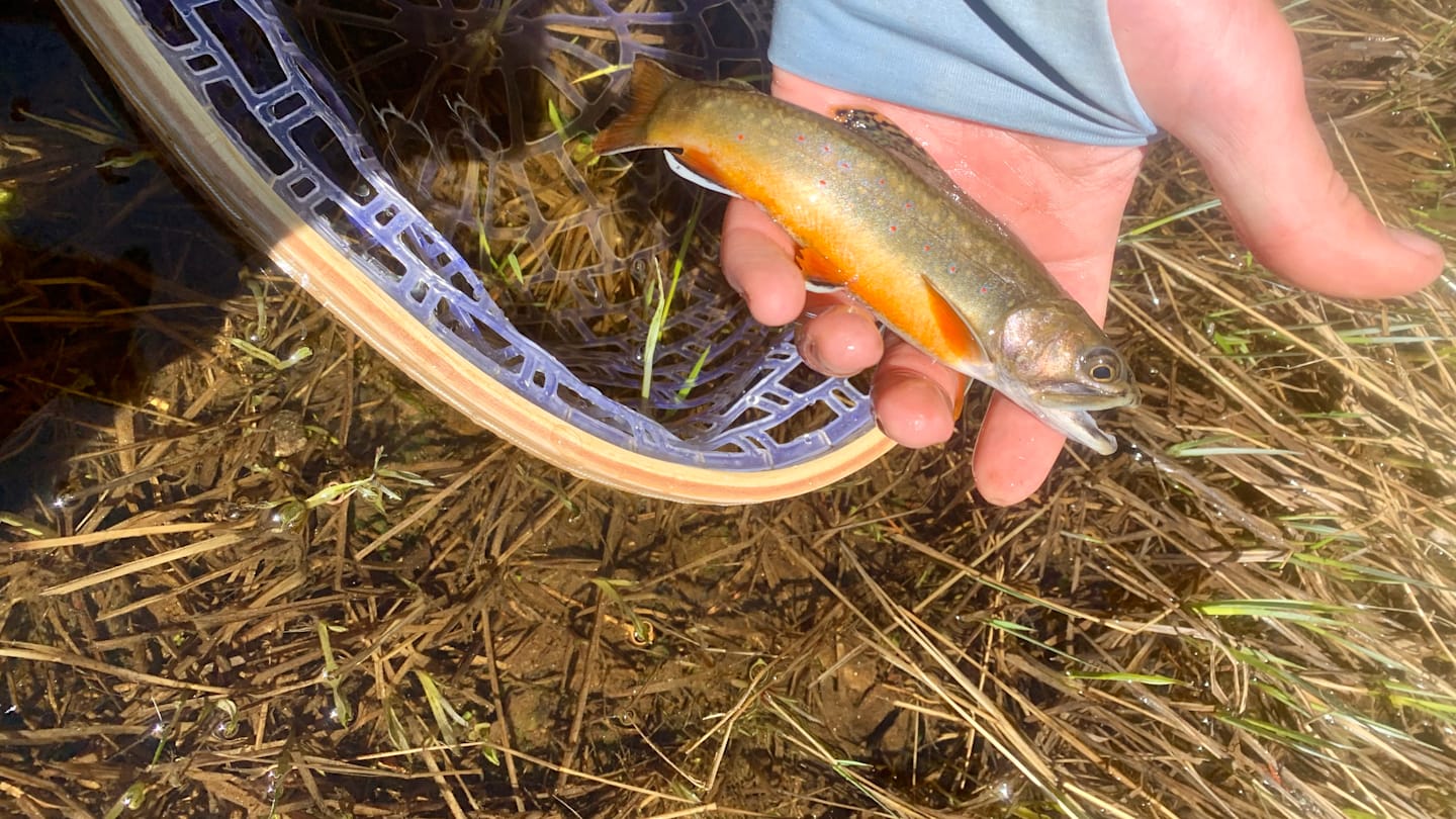Expert Tips for Fly Fishing Brook Trout with Terrestrial Patterns