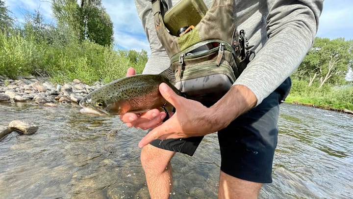 A particularly slippery rainbow. 