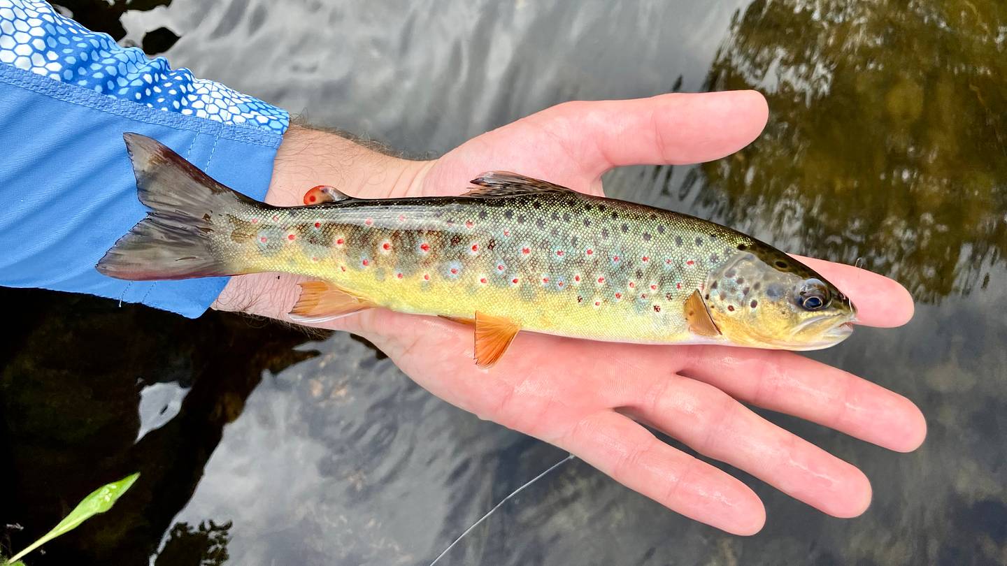 Fly Fishing for Hidden Gems | Great Lakes Northwoods Brown Trout