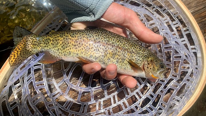 A Rocky Mountain cutbow, caught on a dry fly. 
