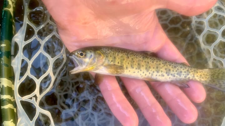 You'd be surprised how much a palm-sized trout can teach you. 