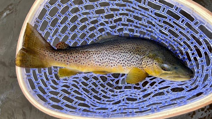 Fun to catch? Yes. Native? No