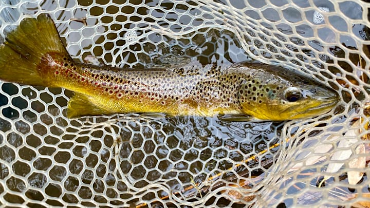 Trout have eyes on the sides of their head for a reason.