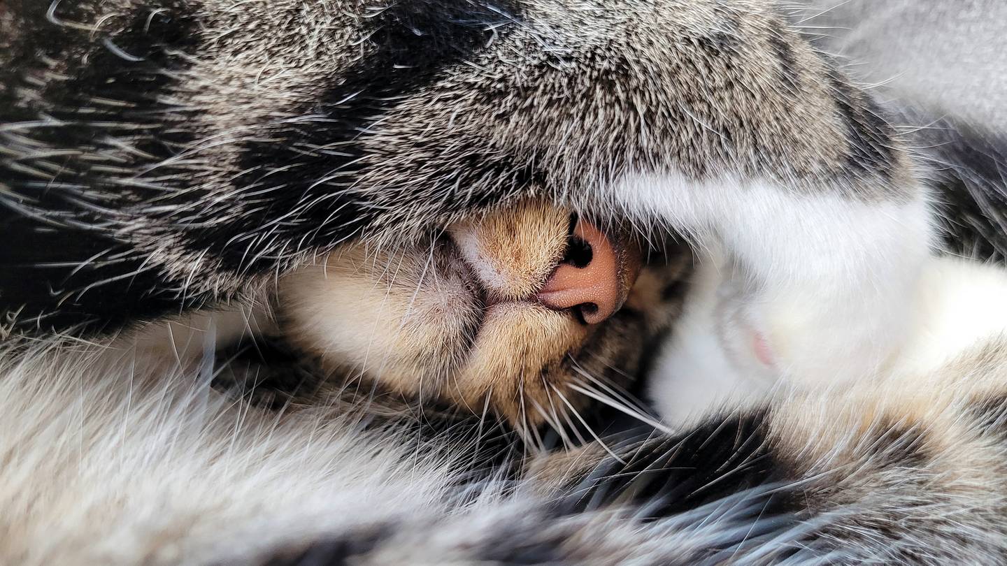 Why Do Cats Cover Their Faces While Sleeping?