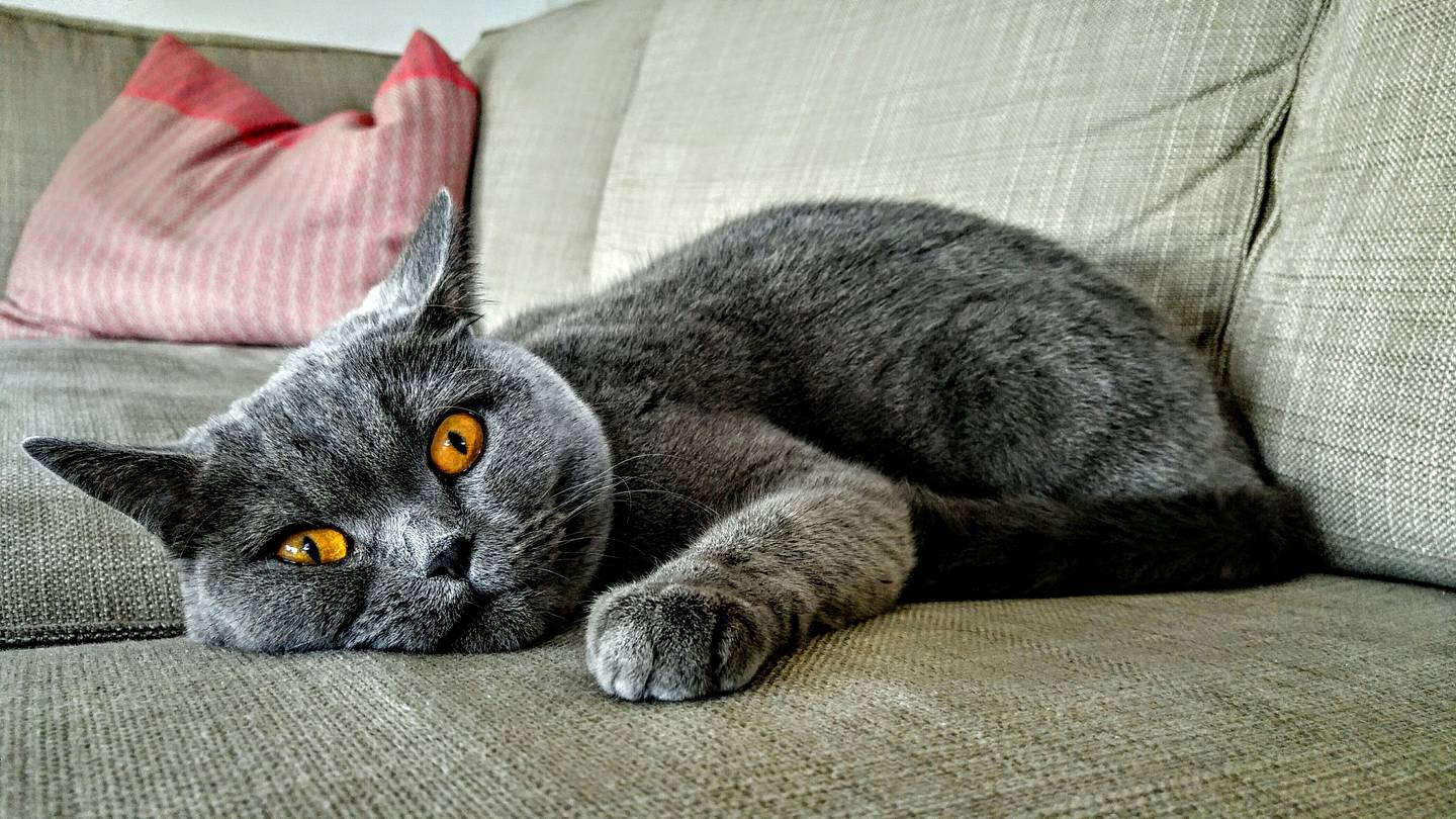7 Facts About Chartreux Cats