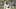 Pittsburgh Steelers linebacker Elandon Roberts Pittsburgh Steelers linebacker Elandon Roberts