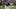 Mississippi State Bulldogs cornerback Kelley Jones (1)