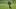Atlanta Falcons quarterback Michael Penix Jr. throws during practice