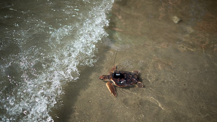 A loggerhead sea turtle (Caretta caretta) carrying a...