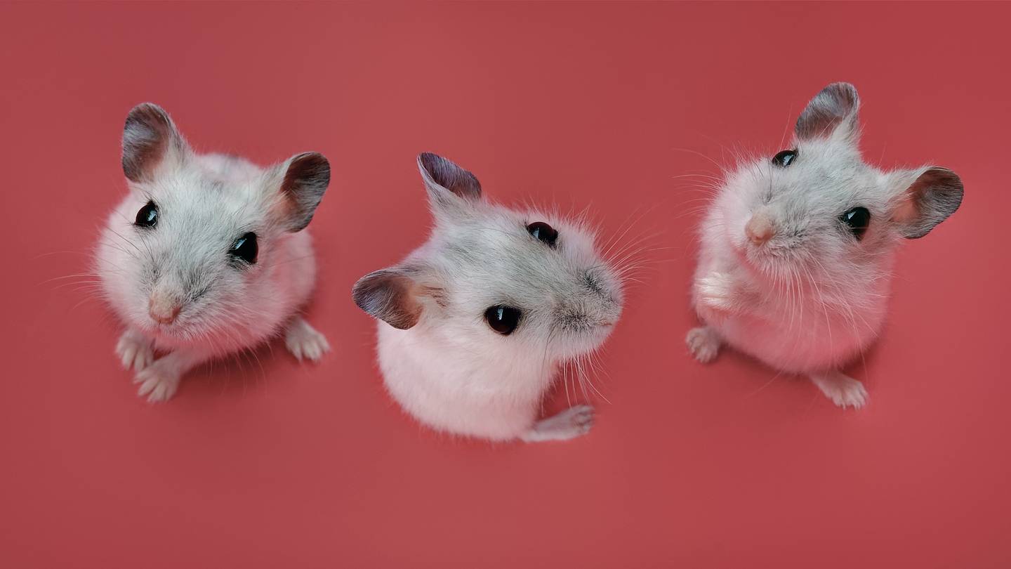 11 Facts About Hamsters