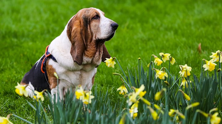 First signs of Spring as a basset hound sits on a lawn with...