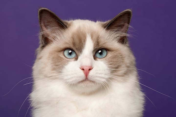 7 Facts About Ragdoll Cats
