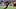 South Carolina Gamecocks quarterback LaNorris Sellers (16) South Carolina Gamecocks quarterback LaNorris Sellers (16)