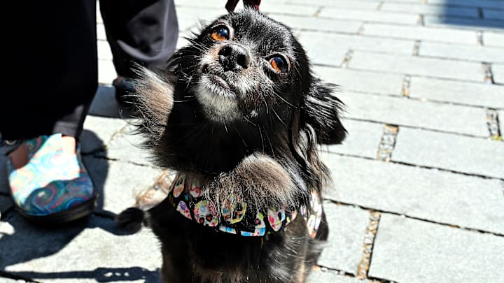 11th Annual Running Of The Chihuahuas