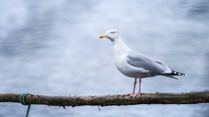 Migratory birds of Denmark