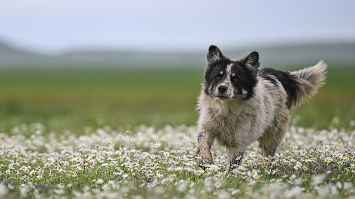 Flowers blooming in Turkiye's Kars adorned the nature