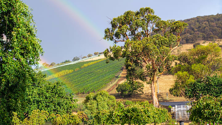 A double rainbow appears over vineyards in the Coal River...