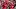 Louisville Cardinals defensive back Tayon Holloway