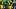 Oregon Ducks players wear green and yellow football uniforms. Oregon Ducks players wear green and yellow football uniforms.