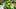 Oregon quarterback Dylan Raiola hands off the ball to Oregon running back Da'jaun Riggs 