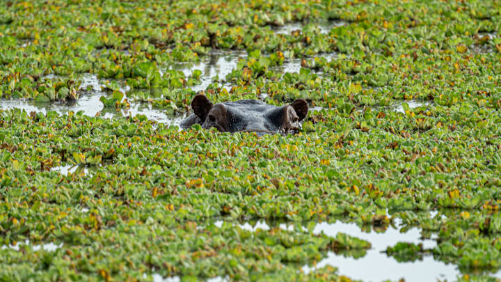 Wild life in Tanzania
