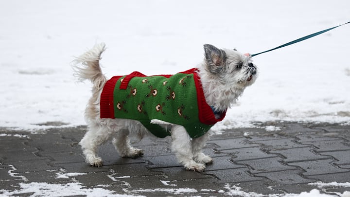 Dogs wearing clothes during winter in Poland