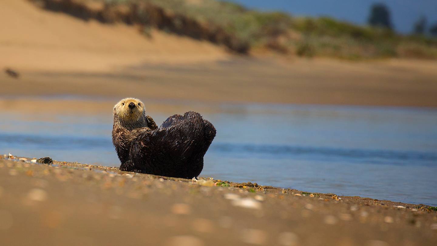 Otters Are Keeping Invasive Crabs Under Control in Monterey Bay