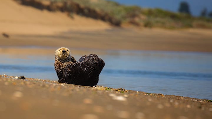 These otters are so cute and helpful.