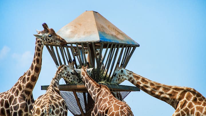 Zoo giraffes feeding, Safari at Six Flags Great Adventure...