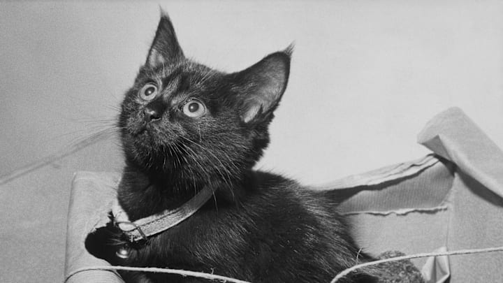 Lost Kitten