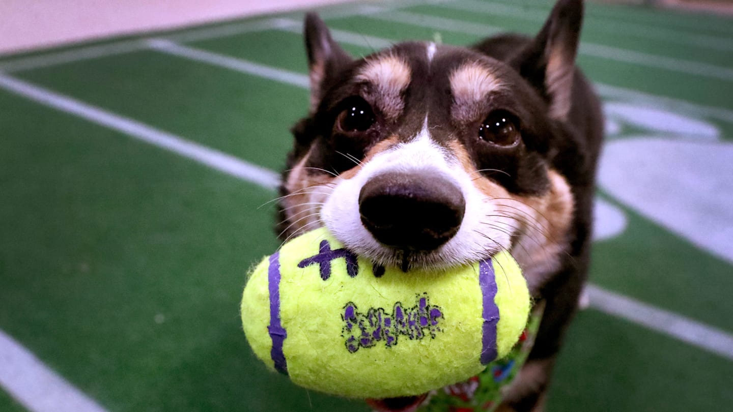 What time is the Puppy Bowl? How to watch the cutest Super Bowl Sunday tradition