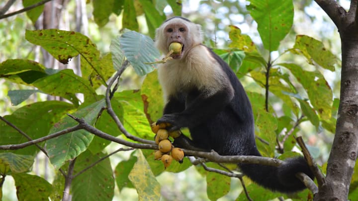 A capuchin monkey wolfs down fruit.