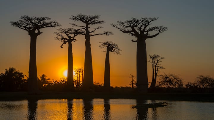 Sunset at Baobab Alley (Grandidier's Baobab trees Adansonia...