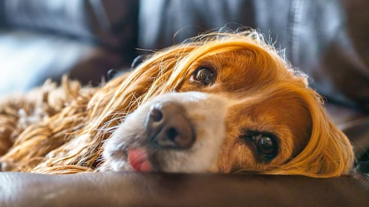 Resting dog