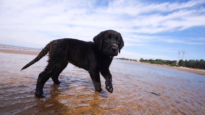A black Labrador puppy walks on the coast of the Gulf of...