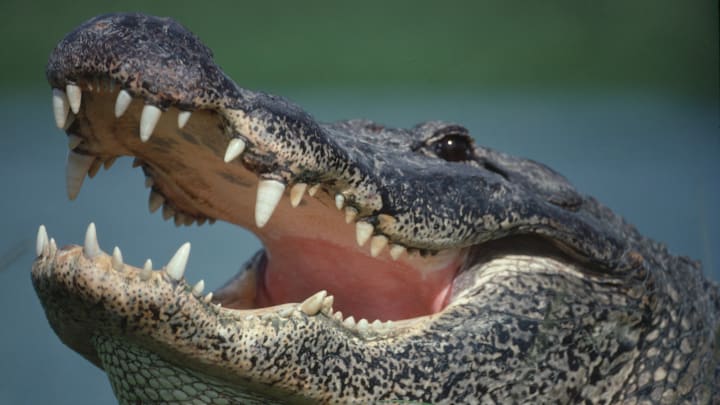 Many alligators were found in Alachua County‘s sewage system.