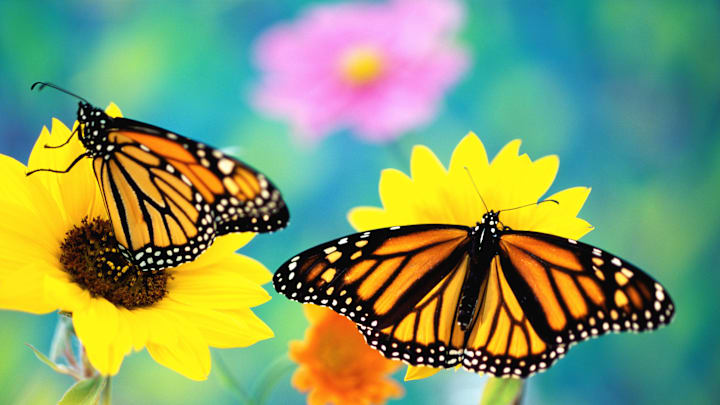 The monarch butterfly is facing challenges.