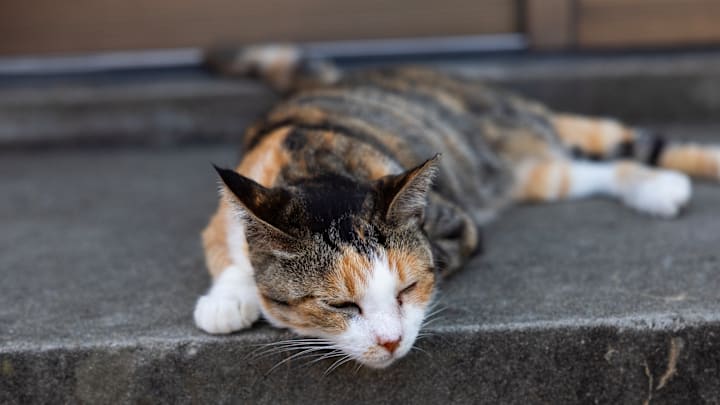 Sleeping cat in Cat Island, Ainoshima Island, Shingu, Japan...